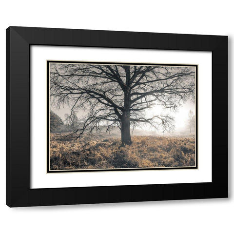 Misty forest Black Modern Wood Framed Art Print with Double Matting by Frank, Assaf