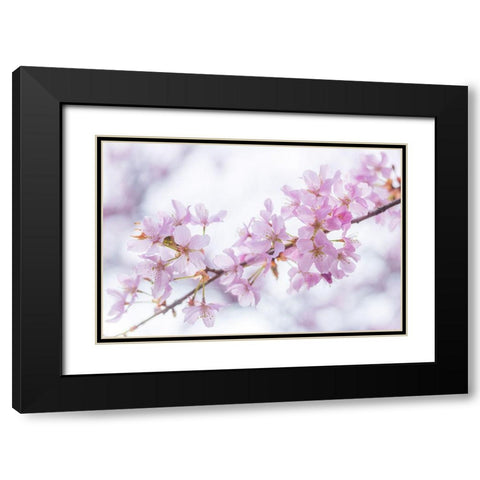 Blossoms Black Modern Wood Framed Art Print with Double Matting by Frank, Assaf