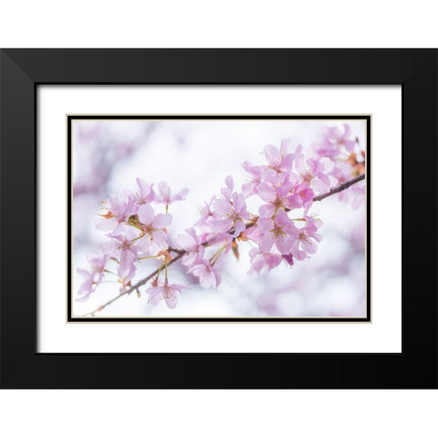 Blossoms Black Modern Wood Framed Art Print with Double Matting by Frank, Assaf