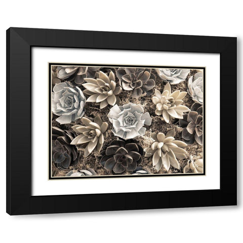 Chelsea flowers Black Modern Wood Framed Art Print with Double Matting by Frank, Assaf