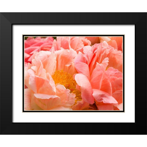 Chelsea flowers Black Modern Wood Framed Art Print with Double Matting by Frank, Assaf