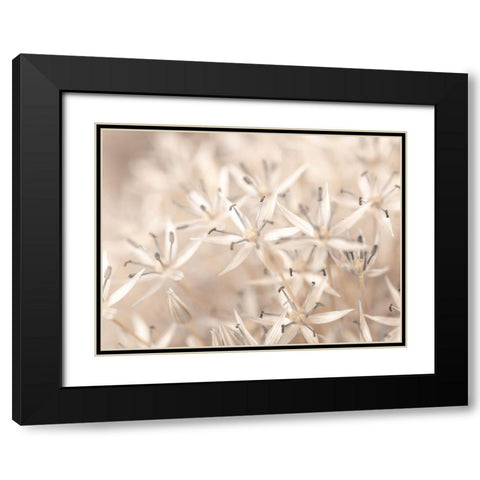 Allium flowers close-up Black Modern Wood Framed Art Print with Double Matting by Frank, Assaf