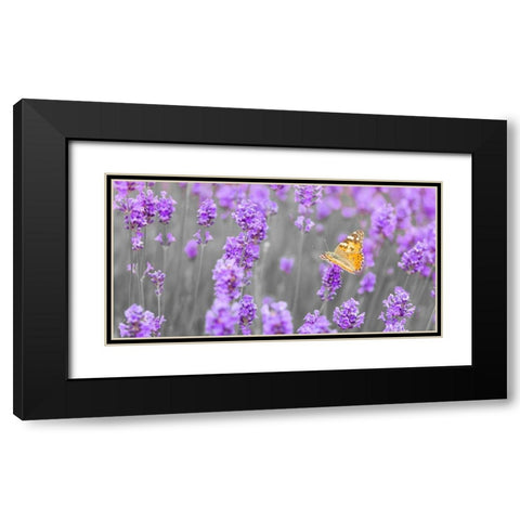 Butterfly Lavender flowers Black Modern Wood Framed Art Print with Double Matting by Frank, Assaf