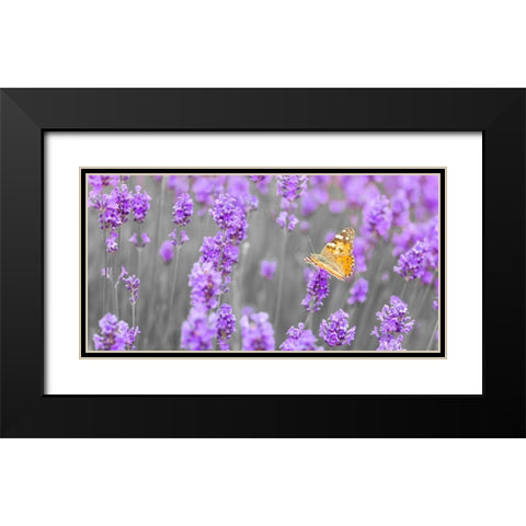 Butterfly Lavender flowers Black Modern Wood Framed Art Print with Double Matting by Frank, Assaf