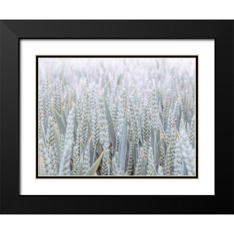 Wheat field Black Modern Wood Framed Art Print with Double Matting by Frank, Assaf