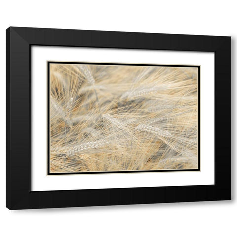Wheat field Black Modern Wood Framed Art Print with Double Matting by Frank, Assaf