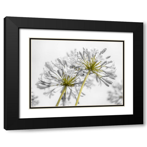African Lily flowers Black Modern Wood Framed Art Print with Double Matting by Frank, Assaf