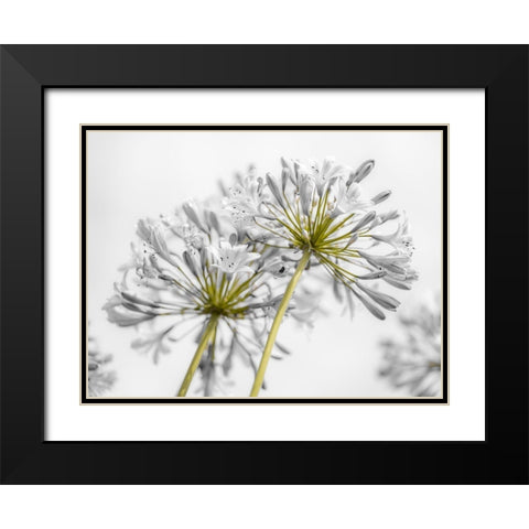 African Lily flowers Black Modern Wood Framed Art Print with Double Matting by Frank, Assaf