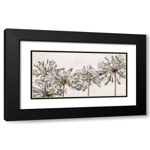 African Lily flowers Black Modern Wood Framed Art Print with Double Matting by Frank, Assaf