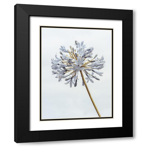 African Lily flower Black Modern Wood Framed Art Print with Double Matting by Frank, Assaf