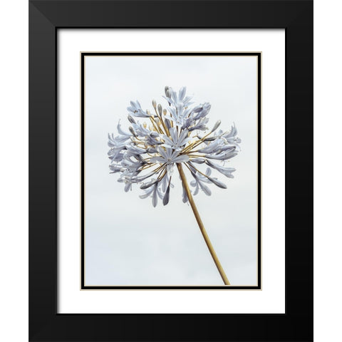 African Lily flower Black Modern Wood Framed Art Print with Double Matting by Frank, Assaf