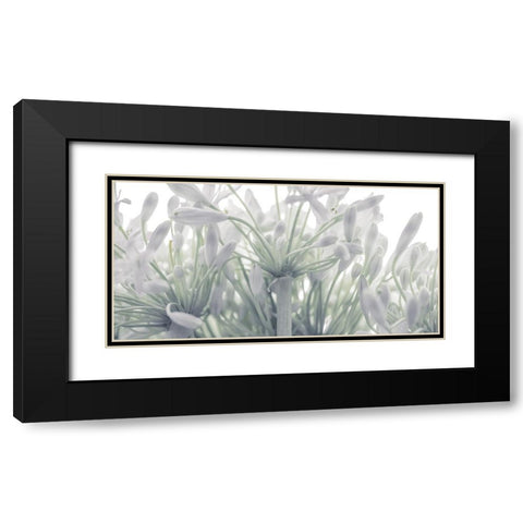 African Lily flowers Black Modern Wood Framed Art Print with Double Matting by Frank, Assaf