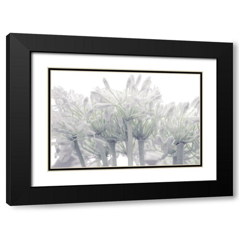 African Lily flowers Black Modern Wood Framed Art Print with Double Matting by Frank, Assaf