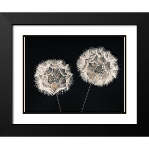 Dandelion Clock on black background Black Modern Wood Framed Art Print with Double Matting by Frank, Assaf