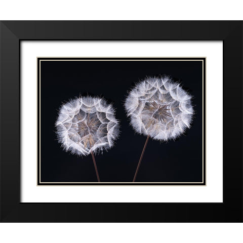 Dandelion Clock on black background Black Modern Wood Framed Art Print with Double Matting by Frank, Assaf