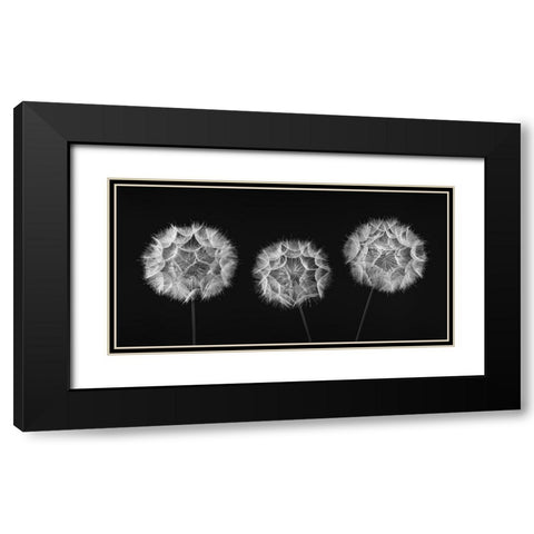 Dandelion Clock on black background Black Modern Wood Framed Art Print with Double Matting by Frank, Assaf