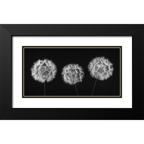 Dandelion Clock on black background Black Modern Wood Framed Art Print with Double Matting by Frank, Assaf