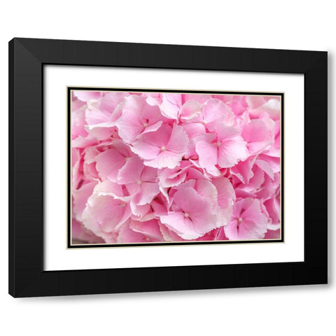 Hydrangea flower bouquet Black Modern Wood Framed Art Print with Double Matting by Frank, Assaf
