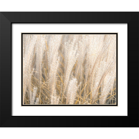 Japanese Silver Grass Black Modern Wood Framed Art Print with Double Matting by Frank, Assaf