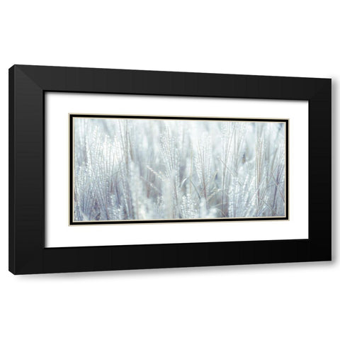 Japanese Silver Grass Black Modern Wood Framed Art Print with Double Matting by Frank, Assaf