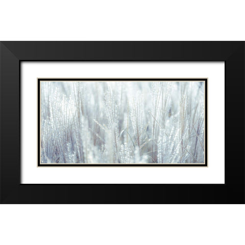 Japanese Silver Grass Black Modern Wood Framed Art Print with Double Matting by Frank, Assaf