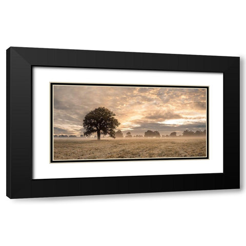 Tree in a filed at sunrise Black Modern Wood Framed Art Print with Double Matting by Frank, Assaf