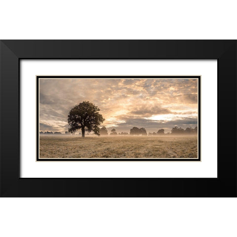 Tree in a filed at sunrise Black Modern Wood Framed Art Print with Double Matting by Frank, Assaf