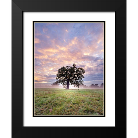 Tree in a filed at sunrise Black Modern Wood Framed Art Print with Double Matting by Frank, Assaf