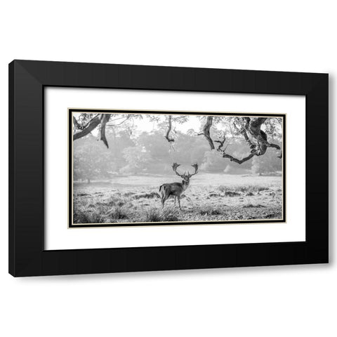 Stag in a field Black Modern Wood Framed Art Print with Double Matting by Frank, Assaf