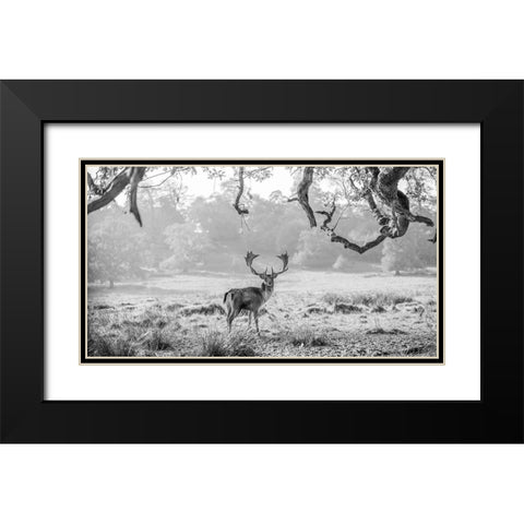 Stag in a field Black Modern Wood Framed Art Print with Double Matting by Frank, Assaf