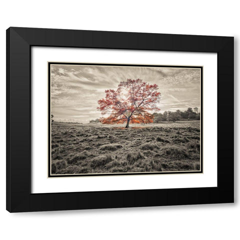 Single tree at autumn Black Modern Wood Framed Art Print with Double Matting by Frank, Assaf