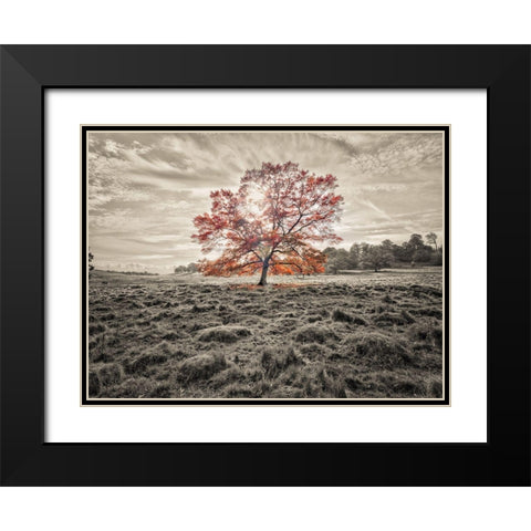 Single tree at autumn Black Modern Wood Framed Art Print with Double Matting by Frank, Assaf