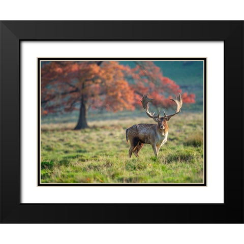 Stag in a field Black Modern Wood Framed Art Print with Double Matting by Frank, Assaf