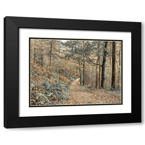 Forest path-Lake District Black Modern Wood Framed Art Print with Double Matting by Frank, Assaf
