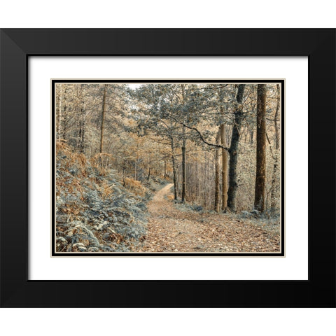 Forest path-Lake District Black Modern Wood Framed Art Print with Double Matting by Frank, Assaf