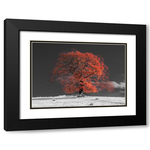 Tree on a hill-orange Black Modern Wood Framed Art Print with Double Matting by Frank, Assaf