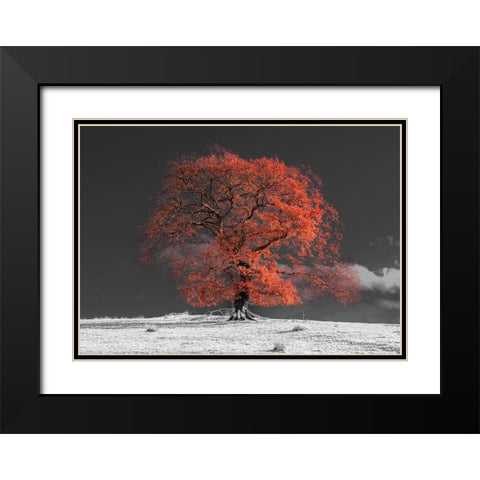 Tree on a hill-orange Black Modern Wood Framed Art Print with Double Matting by Frank, Assaf
