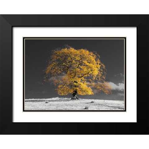 Tree on a hill-yellow-gold Black Modern Wood Framed Art Print with Double Matting by Frank, Assaf