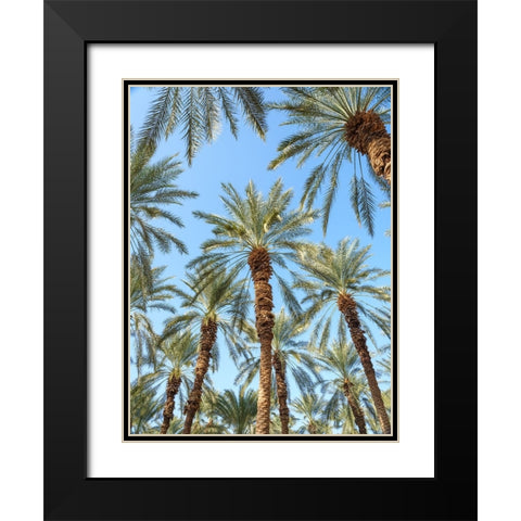 Palm Trees Black Modern Wood Framed Art Print with Double Matting by Frank, Assaf