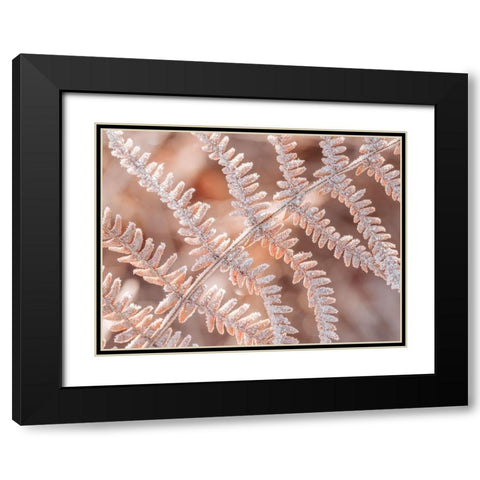 Frost on plant Black Modern Wood Framed Art Print with Double Matting by Frank, Assaf