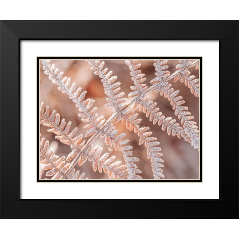 Frost on plant Black Modern Wood Framed Art Print with Double Matting by Frank, Assaf