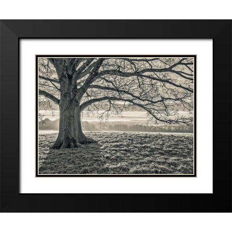Tree in a meadow Black Modern Wood Framed Art Print with Double Matting by Frank, Assaf