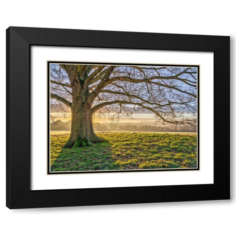 Tree in a meadow Black Modern Wood Framed Art Print with Double Matting by Frank, Assaf