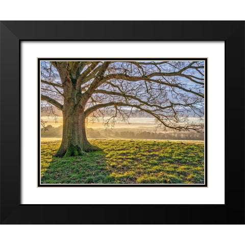 Tree in a meadow Black Modern Wood Framed Art Print with Double Matting by Frank, Assaf