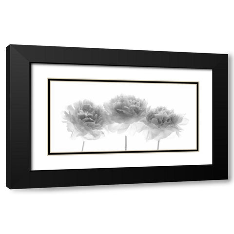 Peonies on white background Black Modern Wood Framed Art Print with Double Matting by Frank, Assaf