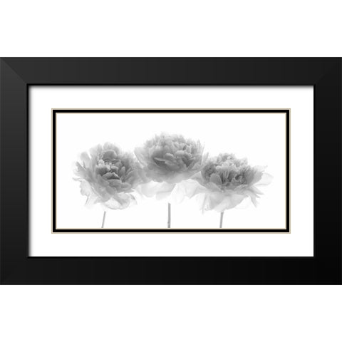 Peonies on white background Black Modern Wood Framed Art Print with Double Matting by Frank, Assaf