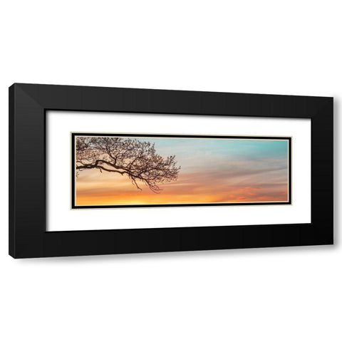 Branches at sunset Black Modern Wood Framed Art Print with Double Matting by Frank, Assaf