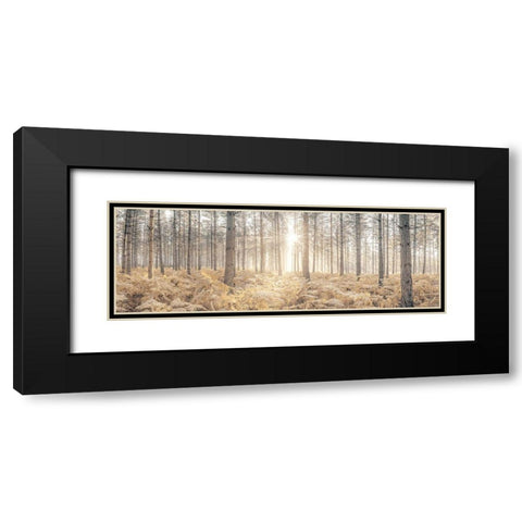Sunrays through forest trees Black Modern Wood Framed Art Print with Double Matting by Frank, Assaf