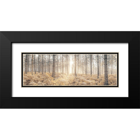 Sunrays through forest trees Black Modern Wood Framed Art Print with Double Matting by Frank, Assaf