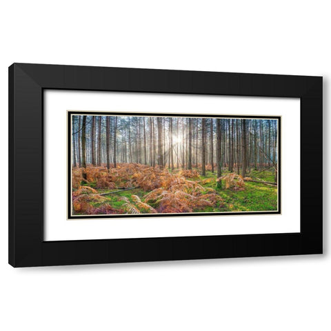 Sunrays through forest trees Black Modern Wood Framed Art Print with Double Matting by Frank, Assaf